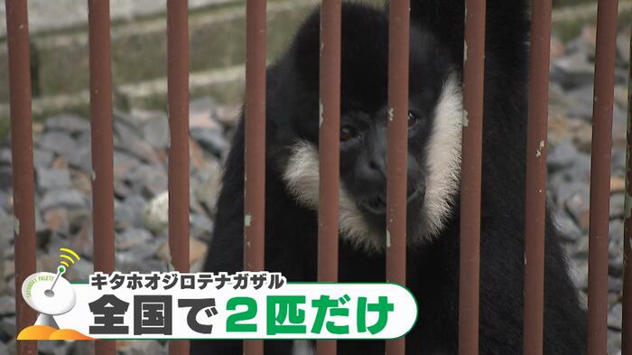 キタホオジロテナガザル