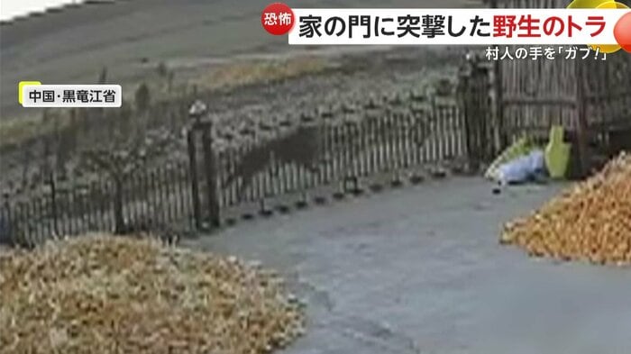 門のすぐ前を走り抜けていったトラ(中国SNSより)