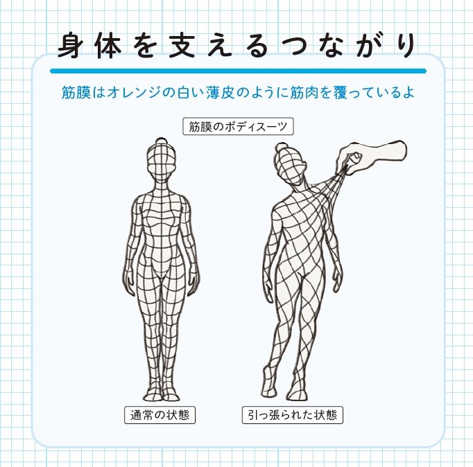 『筋肉のつながり図鑑』より