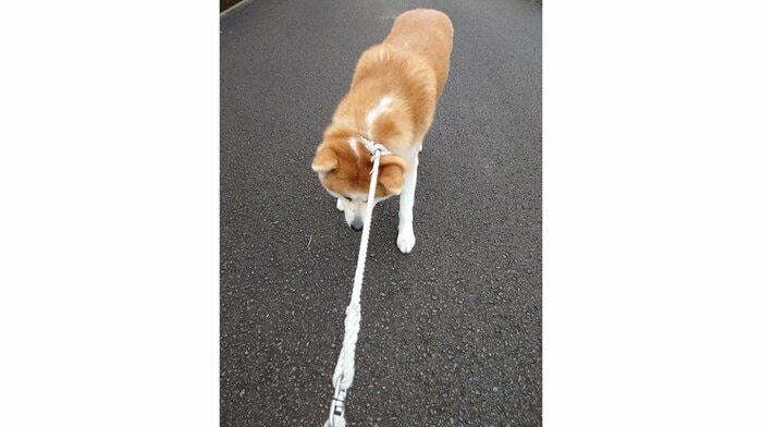リードを引いても動かない