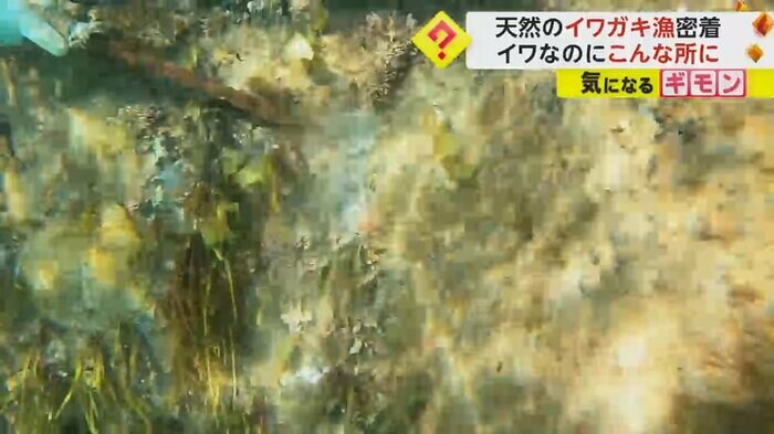 専用の道具を使ってイワガキを採っていく