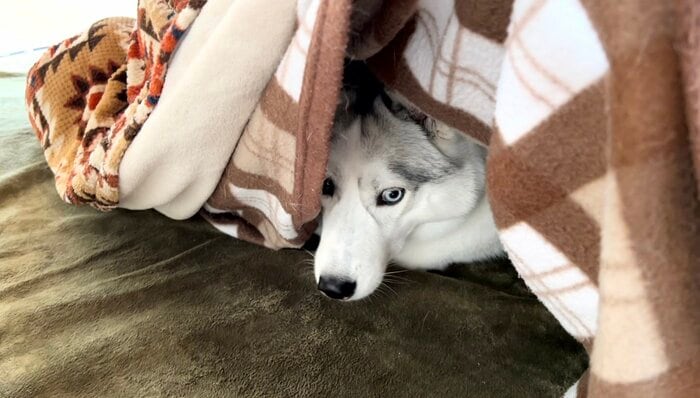こたつに潜っていたアシㇼちゃん
