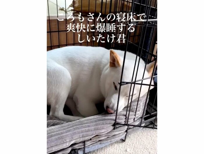 寝ているころもさん(提供:白柴ころもさん)