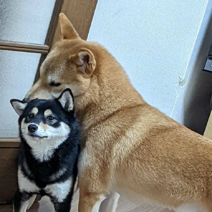 体重が倍違う 体格差のある2匹