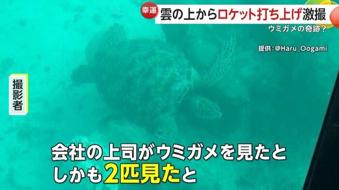 上司が見たという幸運のウミガメの写真(@Haru_Oogami)