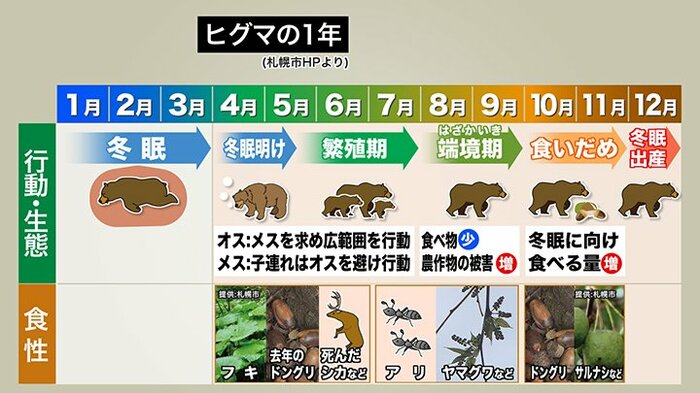 ヒグマの1年