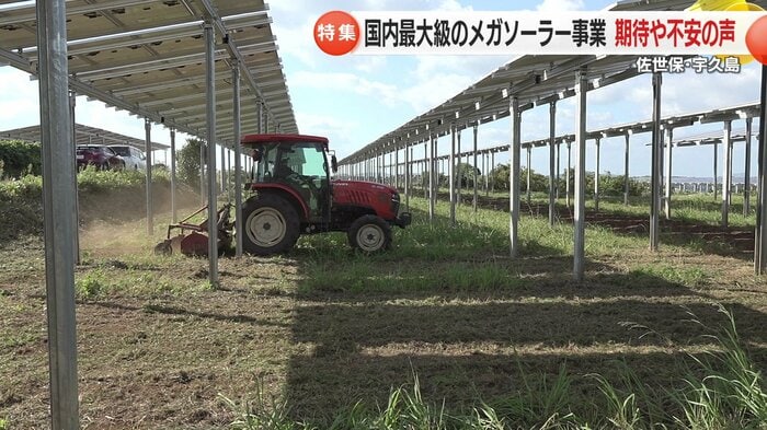 パネルの下で牧草を育てる計画も