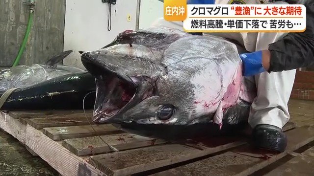 春のサクラマス・マダイ、夏の岩ガキ・スルメイカ、秋のおばこサワラ、冬の寒ダラ・ズワイガニetc…