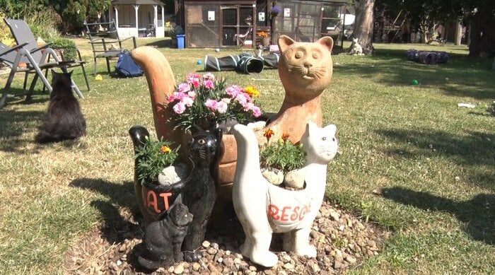 ティナさんは子供の頃から10匹の猫など動物と暮らしていた