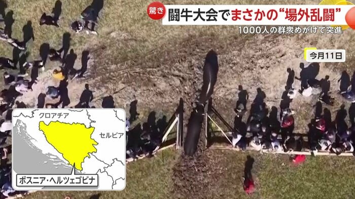 ボスニア・ヘルツェゴビナの村で開かれた伝統の闘牛大会