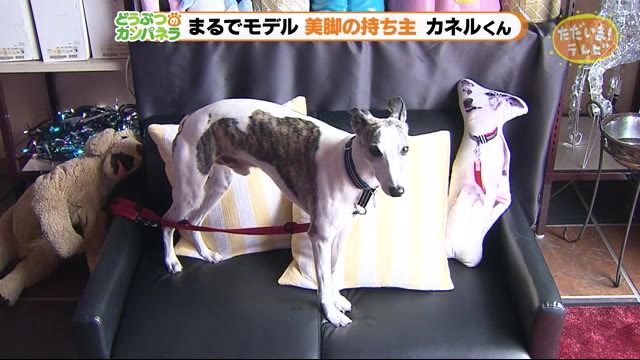 まるでモデル!美脚のウィペット カネルくん【どうぶつのカンパネラ】浜松市東区