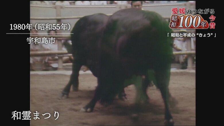 昭和から平成へ「忘れられない夏の思い出」宇和島の闘牛大会から土用の丑の日まで　シリーズ「愛媛の昭和１００年」【愛媛発】｜FNNプライムオンライン
