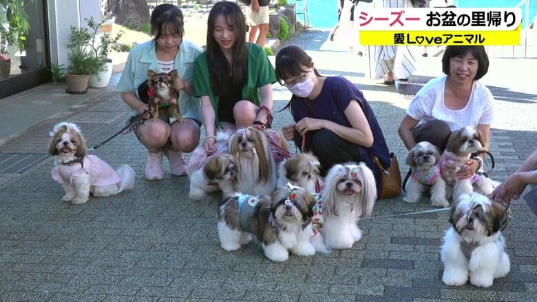 シーズーが浴衣でかわいい姿に大変身！久々の再会に“お祭り騒ぎ” わんこもお盆で実家に里帰り 【福井発】｜FNNプライムオンライン