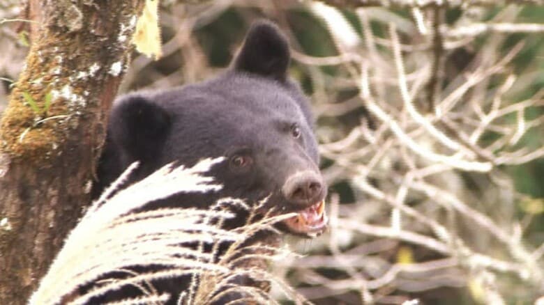この秋は“クマ大量出没”の恐れ　ブナやミズナラの実が不作　大量出没の2020年、2023年並み　検索サイトのアプリ内通知を導入、注意喚起を強化【福井】｜FNNプライムオンライン