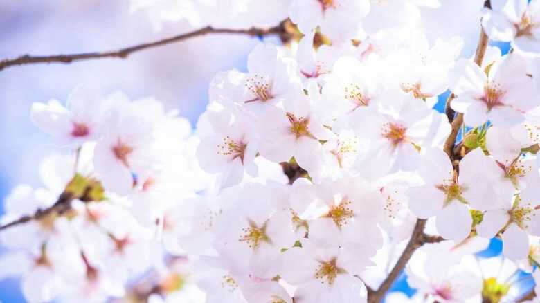 春の風物詩？「ソメイヨシノは韓国起源説」を検証する