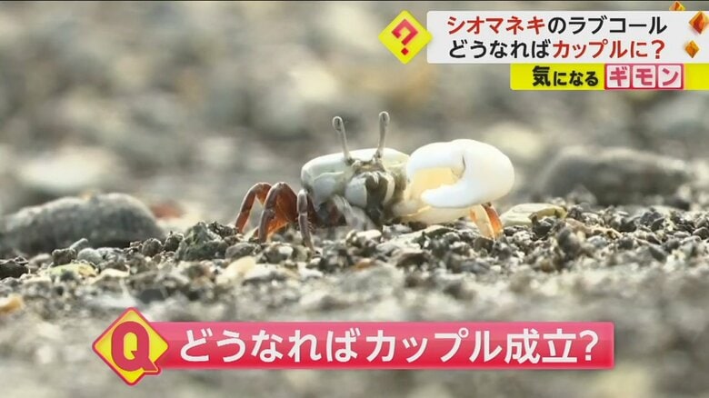 “ハクセンシオマネキ”の婚活　何匹ものオスがメスに求愛　一緒に巣に入るとカップル成立　熊本・上天草市｜FNNプライムオンライン