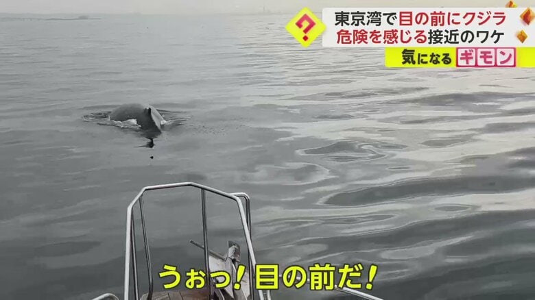 「うぉっ！ 目の前だ！」東京湾上の船に体長10m級のクジラが接近　専門家「比較的若いザトウクジラの可能性」　千葉・浦安沖｜FNNプライムオンライン