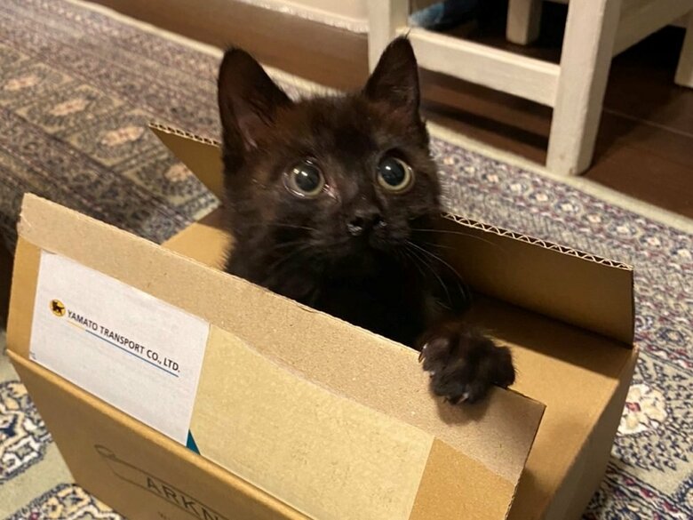 家族の仲間入りとなったルルちゃん