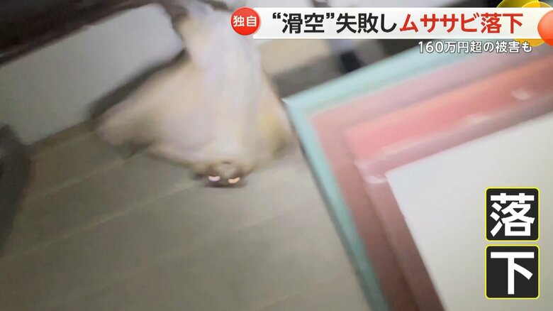 ムササビが、ジャンプしようとして軒裏に頭をぶつけ、そのまま落下する様子⑦