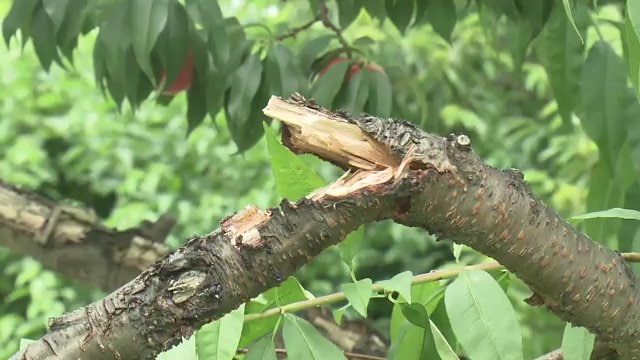 収穫後の果樹が残された畑などは要注意