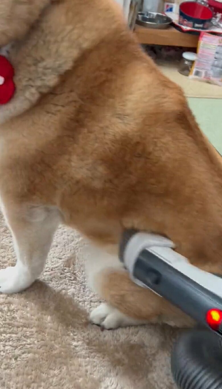 後ろ足の付け根なども吸う