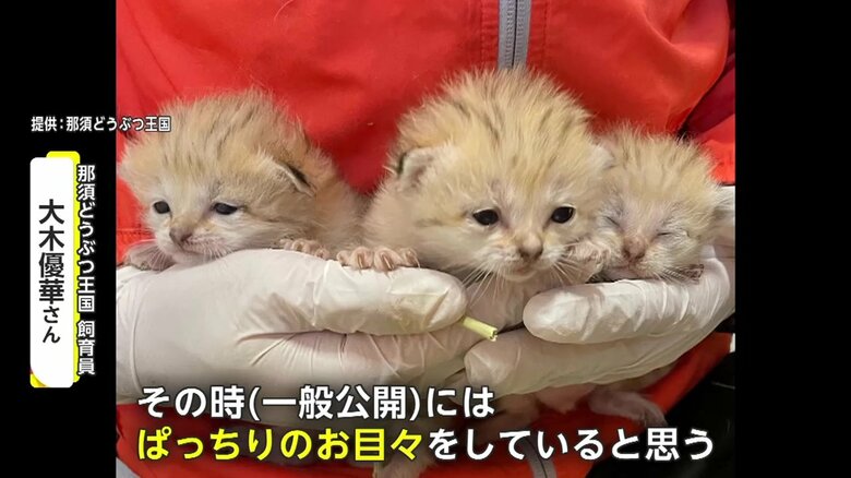 一般公開のときはぱっちりお目々に？（画像提供：那須どうぶつ王国）