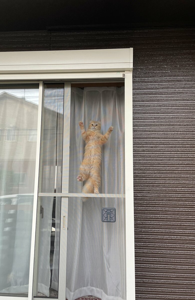 提供：ネコランドさん