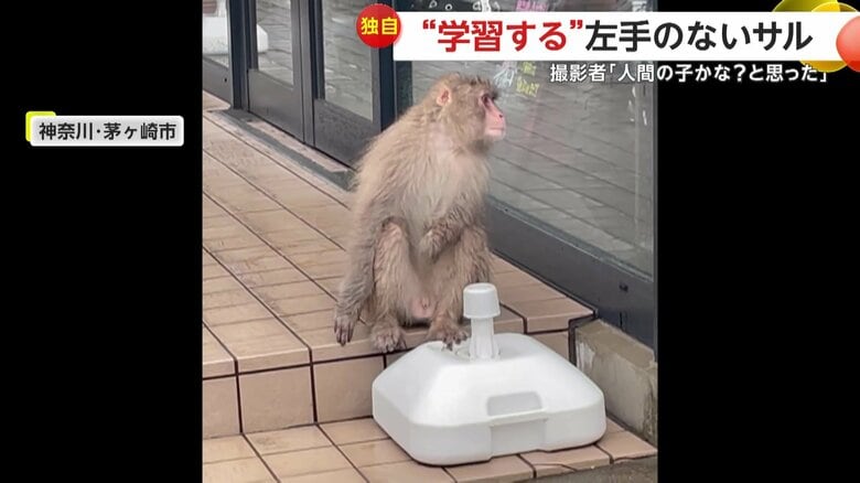 ガラスを叩いたりドアノブを回そうとしていた左手のないサル