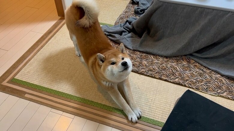 のびー　こむぎくん