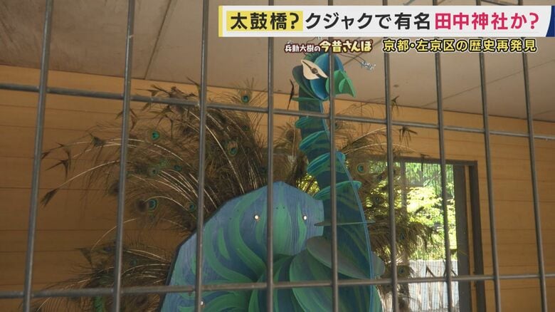 地域に愛されたクジャク