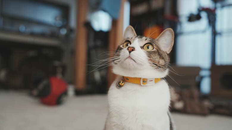 提供：ゆに＆メッシさん