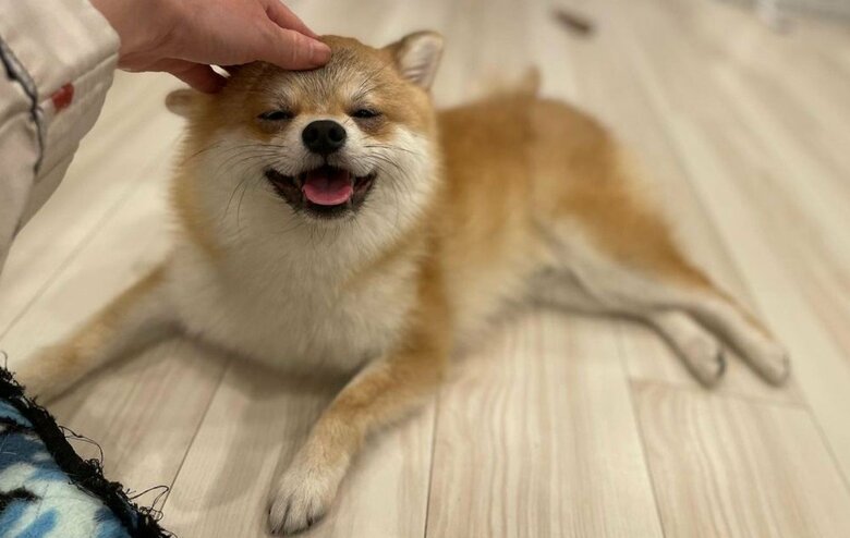 なでなでされて良い表情