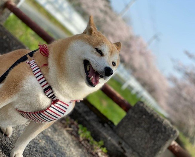 提供：yasumi.219さん