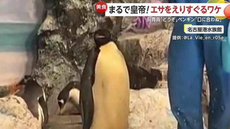 差し出された魚にそっぽを向くペンギン