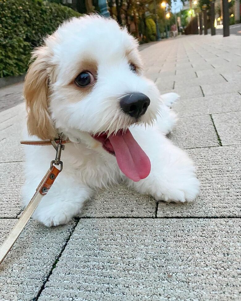 嬉しそうなあんちゃん