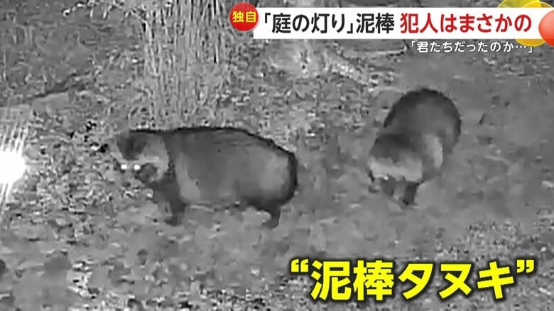 じっと何かを見つめるタヌキ（視聴者撮影）