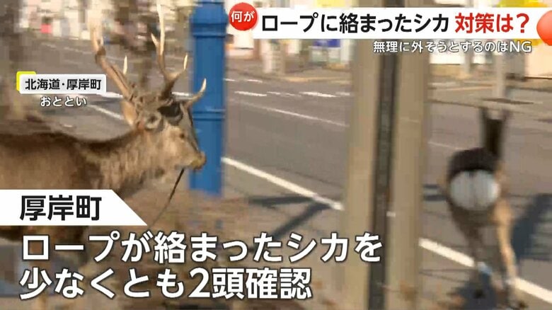 ロープが絡まったシカは少なくとも2頭確認されているという
