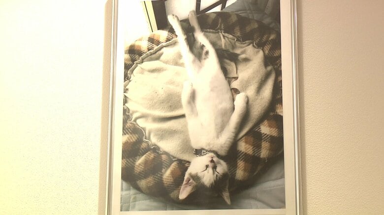 気持ちよさそうに眠っている