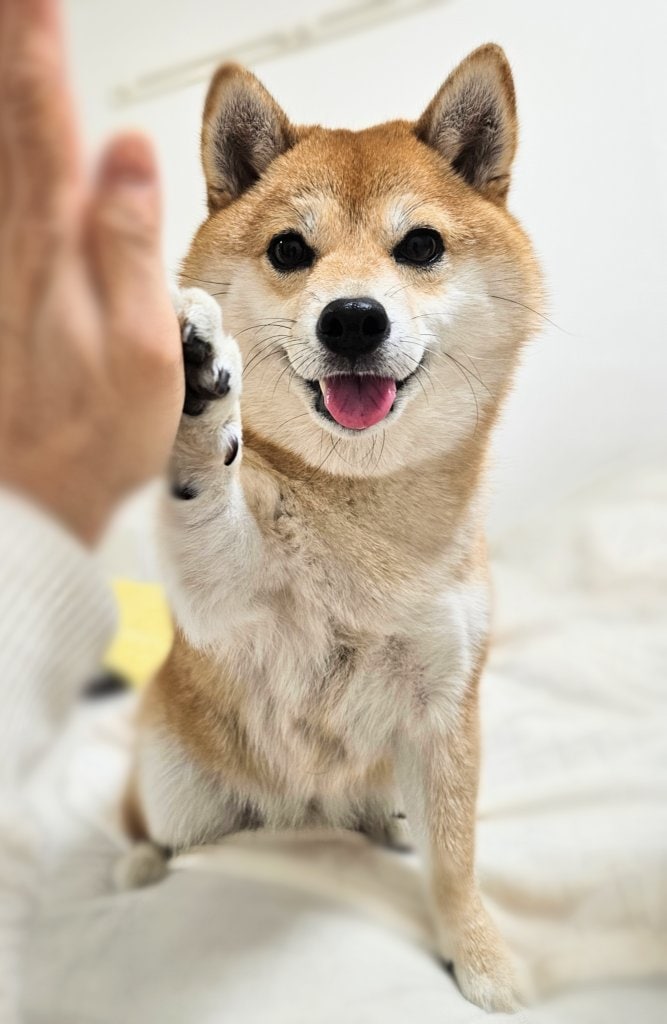 笑顔で張り切ってタッチ（提供：kuroazu_beansさん）