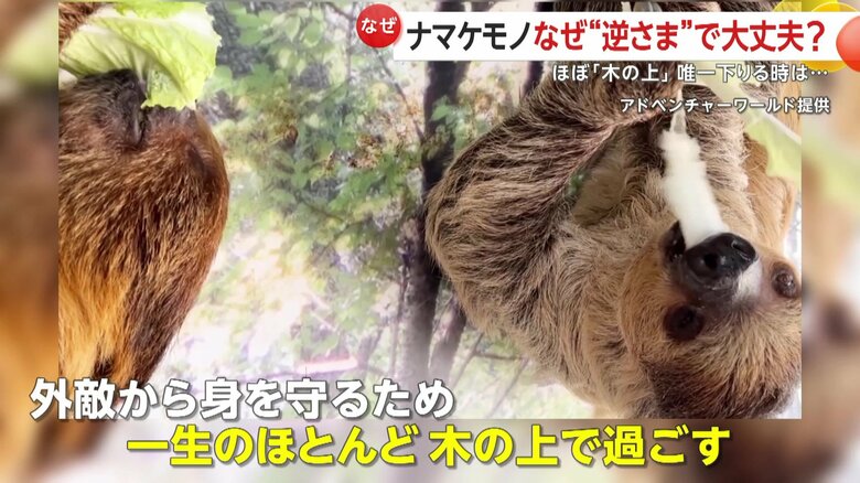 食事をするナマケモノ