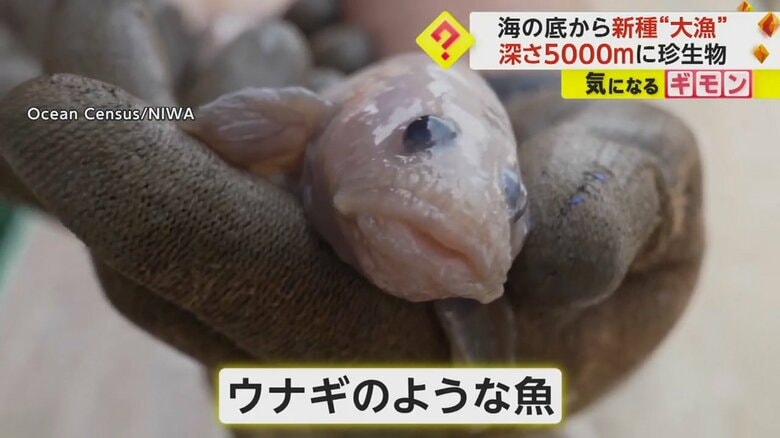海底で見つかったウナギのような白い魚