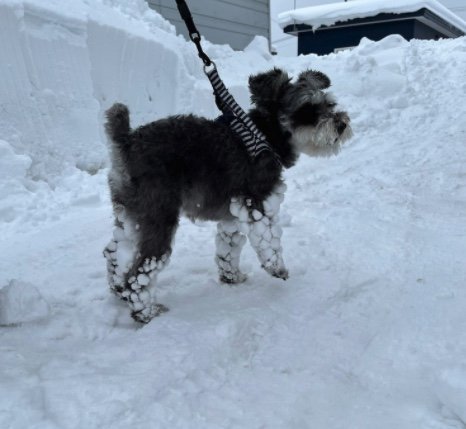 提供：くぅさん