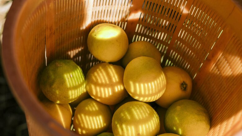 長崎のごく一部で生産されている「ゆうこう」