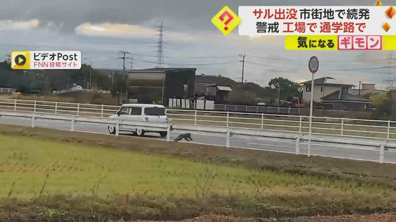佐賀市で、車が走るすぐそばを駆け抜けるサル
