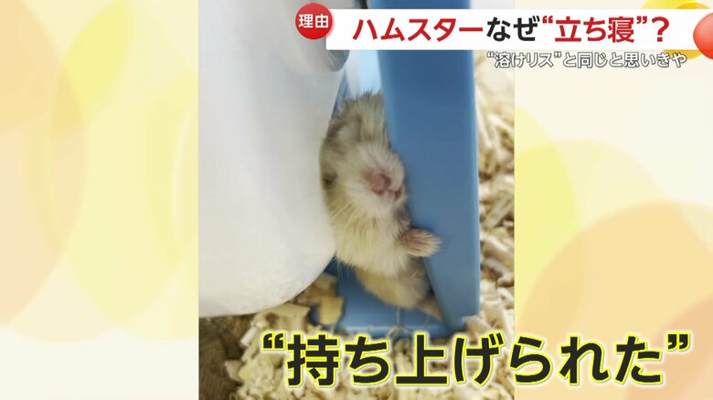 必然的に立ち寝になったとみられるハムスター（提供：草津熱帯圏）