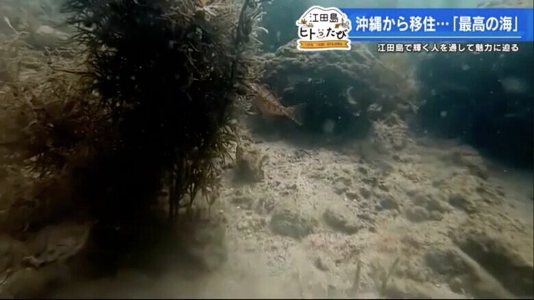 豊富な魚が出迎えてくれる江田島の海中