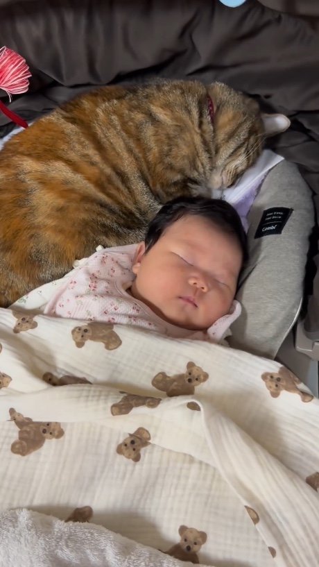 提供：エルモとみみりんさん