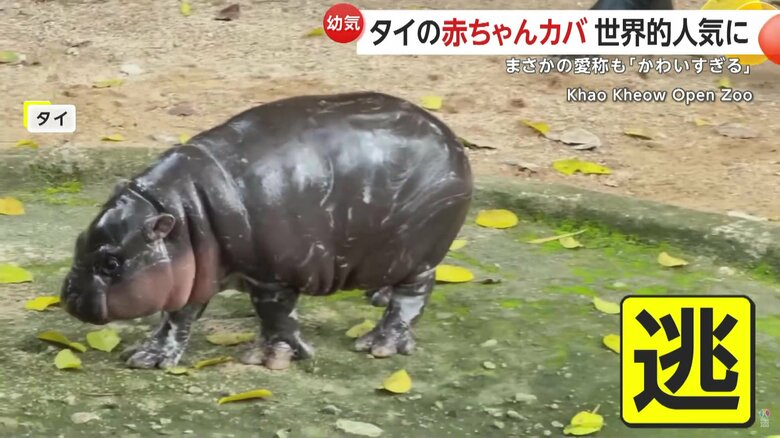 SNSで500万回以上再生され、大きな話題となっている赤ちゃんカバ