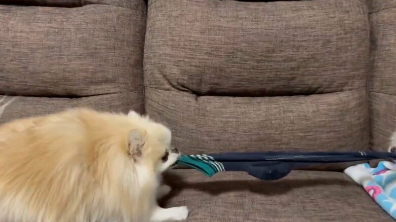 提供：愉快な3姉妹ポメラニアンさん