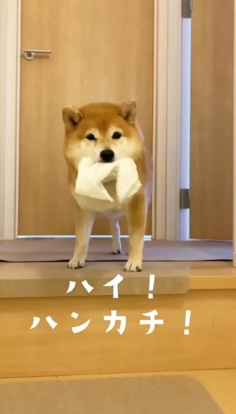 戻ってきた八朔くんはハンカチ（ガーゼ）をくわえていた